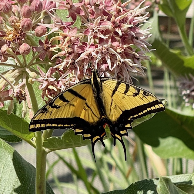 November in the Pollinator Garden- Prepping for winter