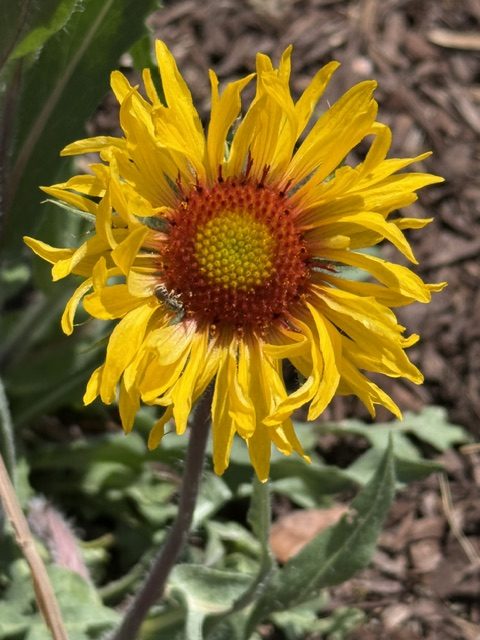 My pollinator garden- one year review